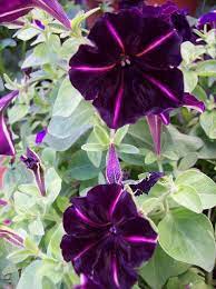 Pin On Petunia