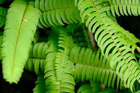 Image result for Nephrolepis