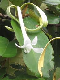 Image result for Pterospermum