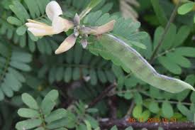 Image result for Abrus melanospermus