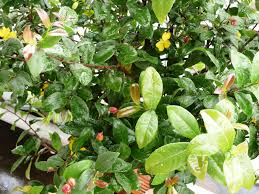 Image result for Ochna atropurpurea