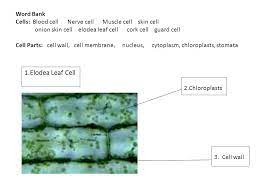 Check spelling or type a new query. Cells Blood Cell Nerve Cell Muscle Cell Skin Cell Ppt Video Online Download