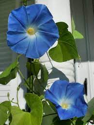 Morning Glory Flower Morning Glory Flowers Night Blooming Flowers Blooming Flowers