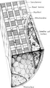 Check spelling or type a new query. Skeletal Muscle Cell An Overview Sciencedirect Topics