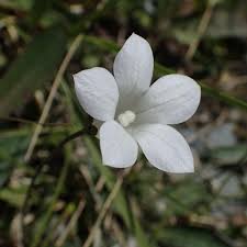Image result for Wahlenbergia wittei