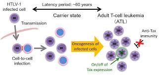 Image result for HTLV1