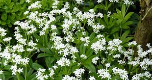 Waldmeister, auch als duftendes labkraut bekannt, ist im wald beheimatet. Waldmeister Galium Odoratum Mein Schoner Garten