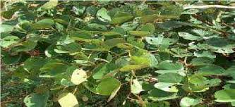 Image result for Piliostigma thonningii
