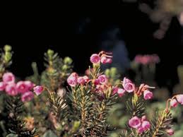 Image result for Phyllodoce breweri