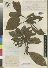 Image result for Synsepalum passargei