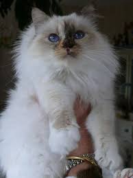 Sacre De Birmanie Chocolat Sacre De Birmanie Chaton Sacre De Birmanie Chats Et Chatons