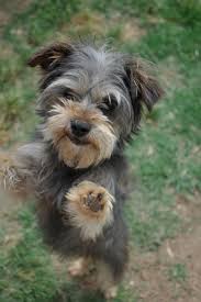 Nugget still has sharp needle teeth and likes to play rough s… more. Adopt Me I M A Morkie Girl At A No Kill Shelter In Memphis Tennessee Morkie Dogs Animals