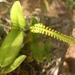 Image result for Bulbophyllum scaberulum