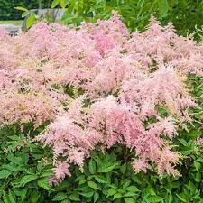 Pin By Rita Premo On Garden And Home Pink Garden Astilbe Shade Perennials