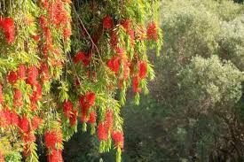 Image result for Callistemon