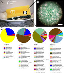 Whether you're searching for a classic 1901 fireclay sink for your laundry or kitchen, or you want a rustic chic butler sink and belfast sink to complement your farmhouse decor, we have them in stock. Microbiome Analysis And Confocal Microscopy Of Used Kitchen Sponges Reveal Massive Colonization By Acinetobacter Moraxella And Chryseobacterium Species Scientific Reports