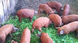 Purcei de vanzare in bihor youtube. Porci Purcei Rasa Mangalita Youtube