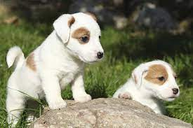 We did not find results for: Russell Terrier Puppies For Sale Akc Puppyfinder