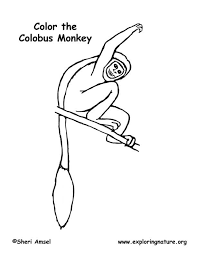 Check spelling or type a new query. Monkey Black White Colobus Coloring