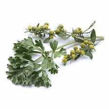 Bylica roczna pomaga na gorączkę i grzybicę. Bylica Medianauka Pl