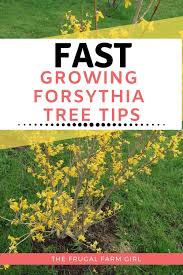 How To Plant A Forsythia Tree Get Them For Free In 2020 With Images Growing Shrubs Fast Growing Shrubs Forsythia