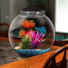 Home All About Betta Fish Tanks Betta Fish Tank Betta Fish Fish Tank
