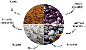 Image result for Phaseolus