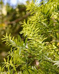 Image result for Afrocarpus