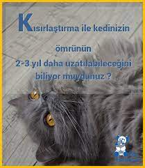 kedilerin kisirlastirilmasinin kedi omrune pozitif etkisi bulunmaktadir kedi kedisever kisirlastirma pethospital kedi tintin