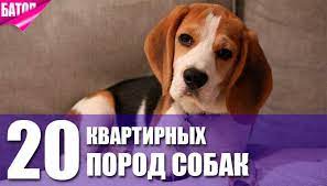top 20 kvartirnyh porod sobak foto i opisanie