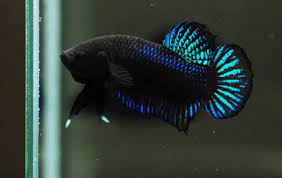 Racikan terbaik umpan ikan patin di kolam untuk mancing harian yang sudah teruji dengan bahan sederhana tanpa kroto. Musim Penghujan Penjualan Ikan Tempalo Meningkat Intens