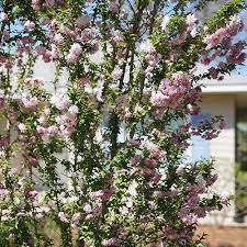 Zuzu Flowering Cherry Shrub Great Garden Plants