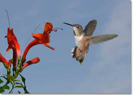 Maybe you would like to learn more about one of these? How To Create A Backyard Nature Preserve Desertusa