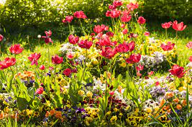 Download garten powerpoint vorlagen (ppt) und hintergründe für ihre präsentationen. Blumen Im Garten Pflanzen Schone Ideen Fur Fruhling Sommer