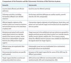 divisions of the autonomic nervous system anatomy and