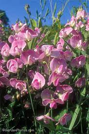 Sweet pea is one of the most vigorous growers of all perennials. Everlasting Pea An Undervalued Garden Climber Graham S Garden