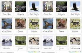 Pin By Deb Living Montessori Now On Free Printable Of The Day North American Animals American Animals Montessori Geography
