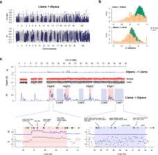Collection by bee metal• last updated 3 weeks ago. Genomic Analysis Of The Domestication And Post Spanish Conquest Evolution Of The Llama And Alpaca Genome Biology Full Text