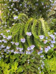 Image result for Echium