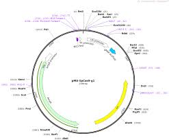 Ever wondered what pma means? Addgene Pma Spcas9 G1