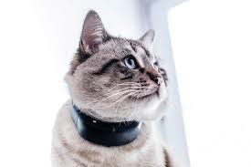 Gps, radio frequency, or bluetooth. 15 Of The Best Cat Dog Trackers Buying Guide Reviews Petmoneysaver