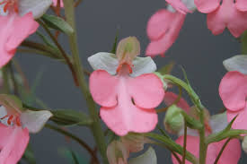 Image result for Habenaria arenaria