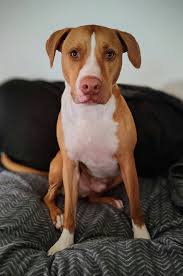 Lost Senior Aussie Dog in Odell Area