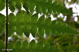 Image result for Blotiella