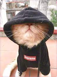  Gambar Kucing Lucu Cute Animals Cute Cats Cute Baby Animals