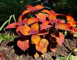 Container plants also require more frequent watering than those grown in the garden. Coleus Growing Guide For Gloriously Colorful Borders Garden And Happy