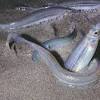 Imagen de la noticia para GRUNION de LA Canyon News