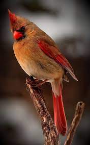 Google Beautiful Birds Birds Pet Birds Birdwatchers in erie, pennsylvania, found an incredibly uncommon bird—in their backyard.