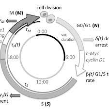 We hope you already gauged this from the sections above. Cell Cycle Model Cells Progress Along Four Phases G0 G1 S G2 And M Download Scientific Diagram