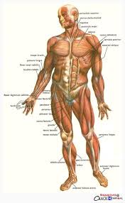 Epingle Par Tensurity Sur Anatomy Studies Anatomie Des Muscles Massotherapie Anatomie Corps Humain